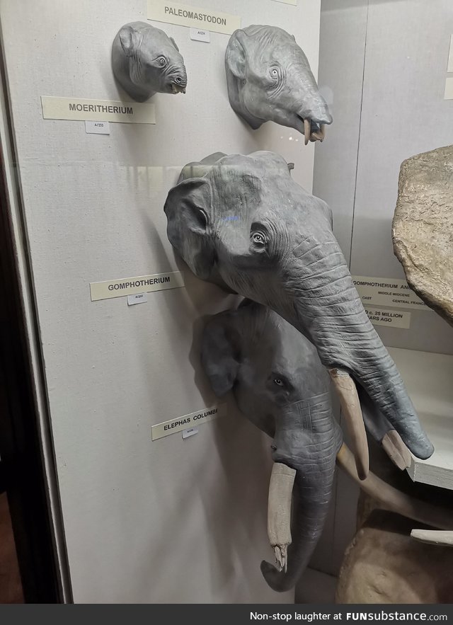 The evolution the elephant