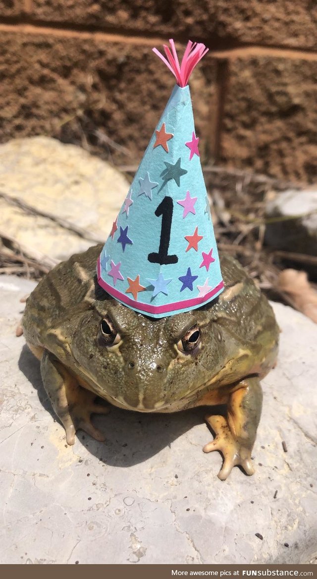 Froggo Fun #263/Special - A Year of Froggos