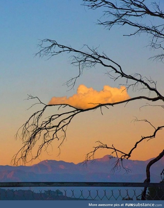 A cloud on a branch