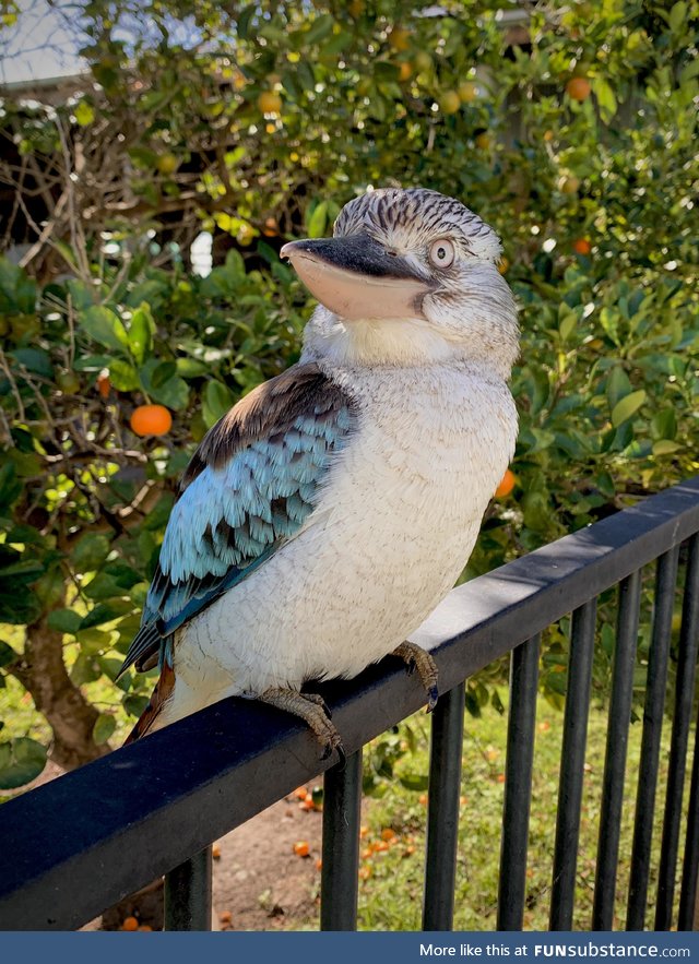 Look at this friendly kookaburra on my fence!