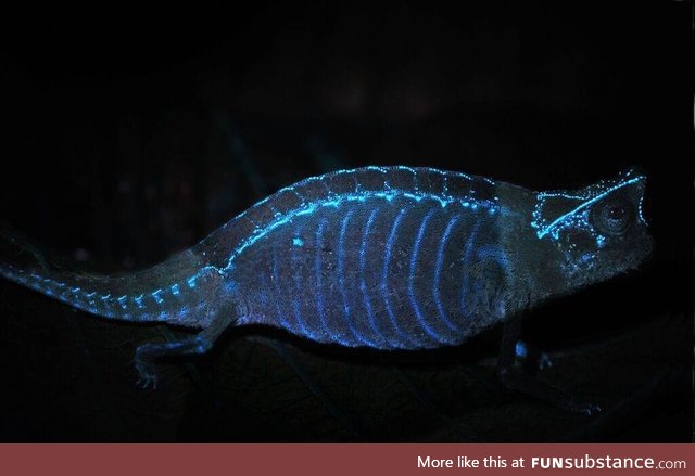 In Jan. 2018, it was discovered that chameleons’ bones glow in the dark