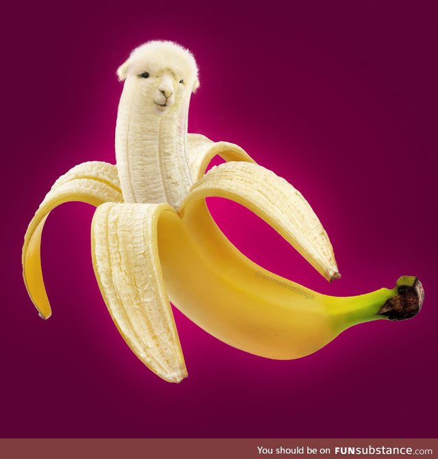 I photoshop animals into various things. Here's a llama and a banana