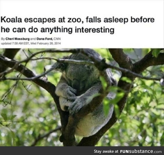 Koala is my new favorite animal