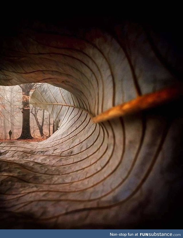 Through the lens of a fallen leaf! ???? Photo by William Smith