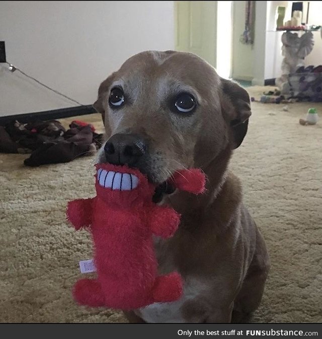 This perfectly timed shot of my dog playing with his toy