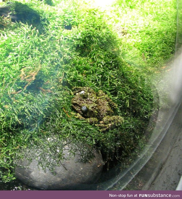 This Frog (I forgot what it's called) at the California Academy of Sciences