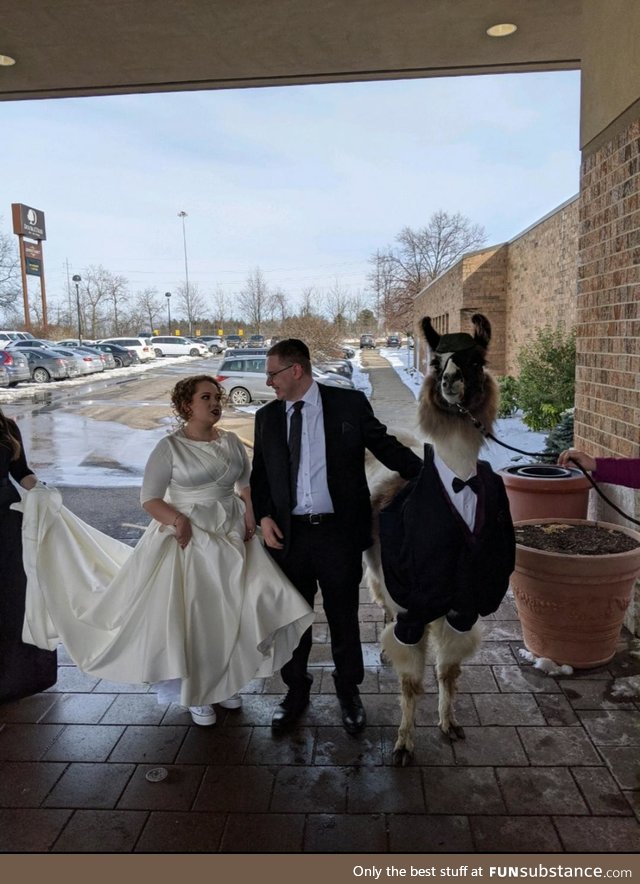 5 years ago I promised my sister I would bring a llama to her wedding