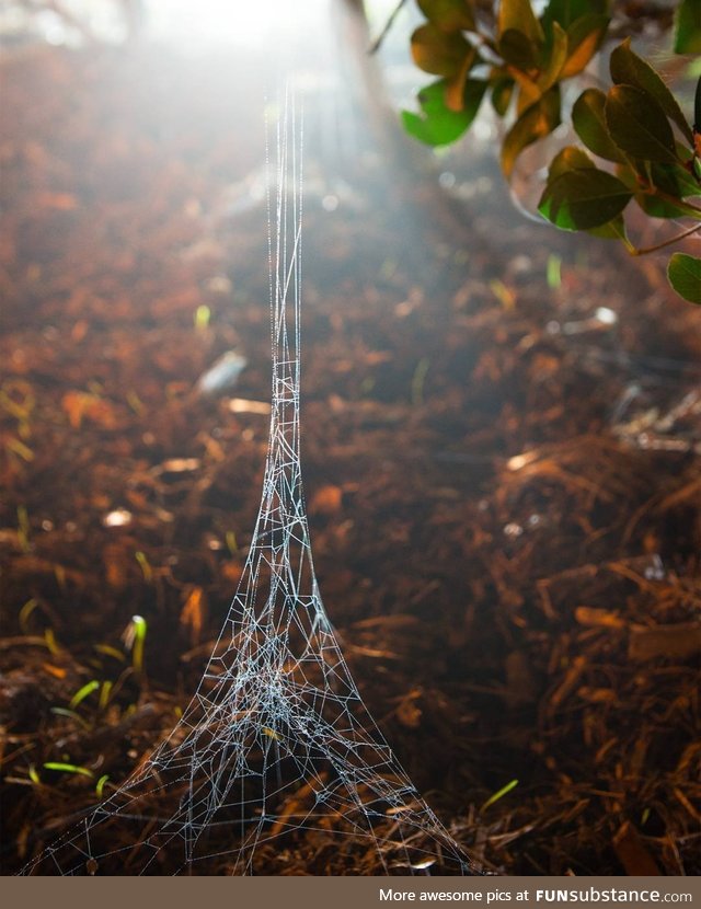 A spider web that looks like a tiny Eiffel tower