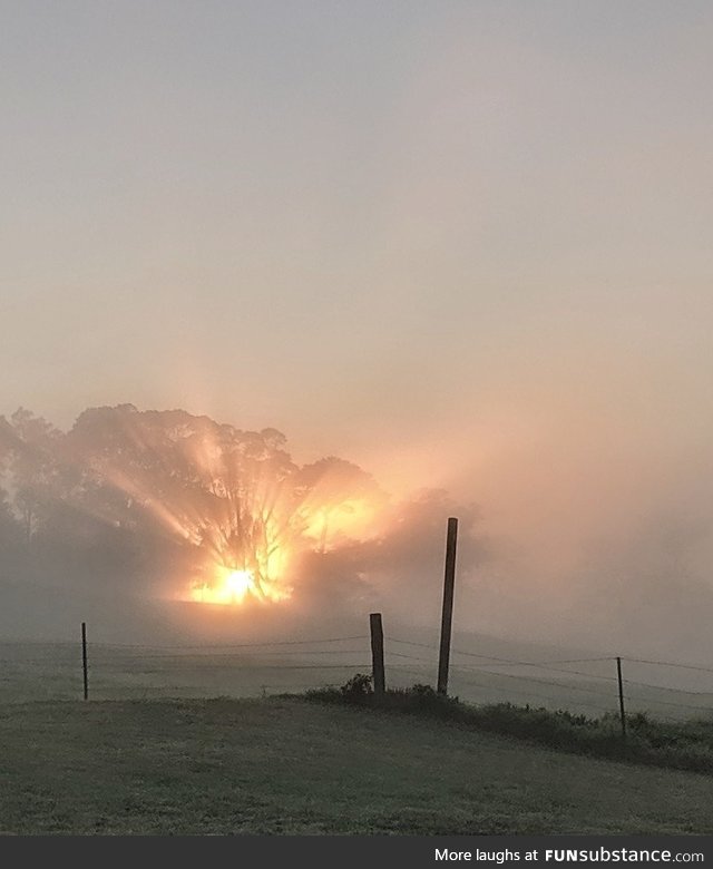 The sun coming up behind a tree on a foggy morning