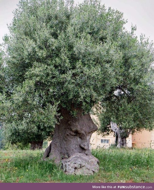 The Great Deku tree