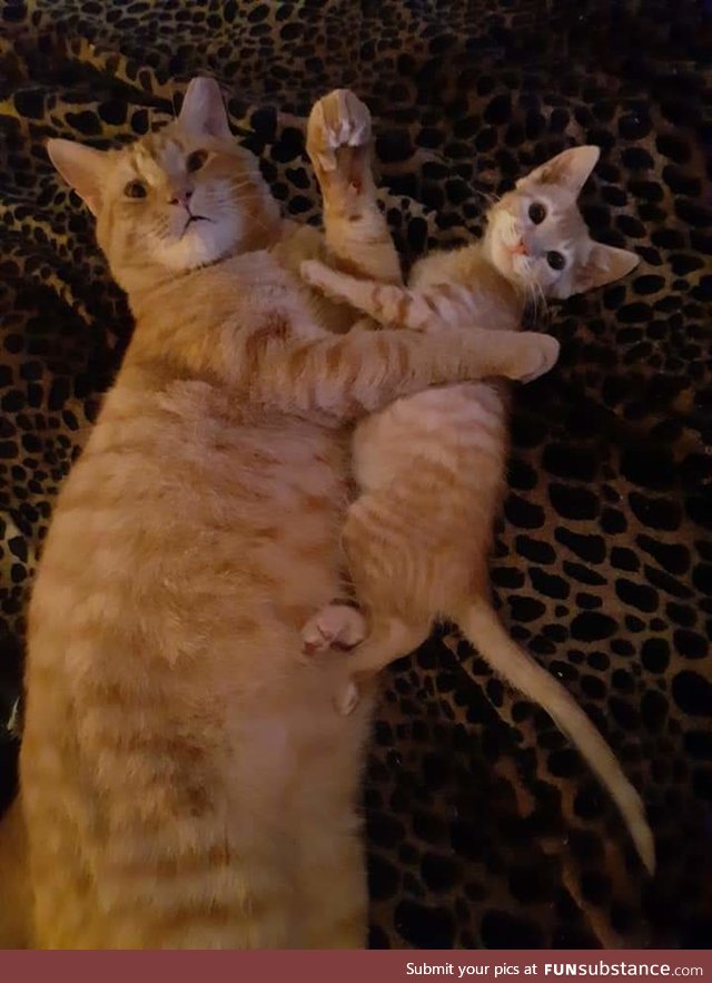 Pets Being Silly!