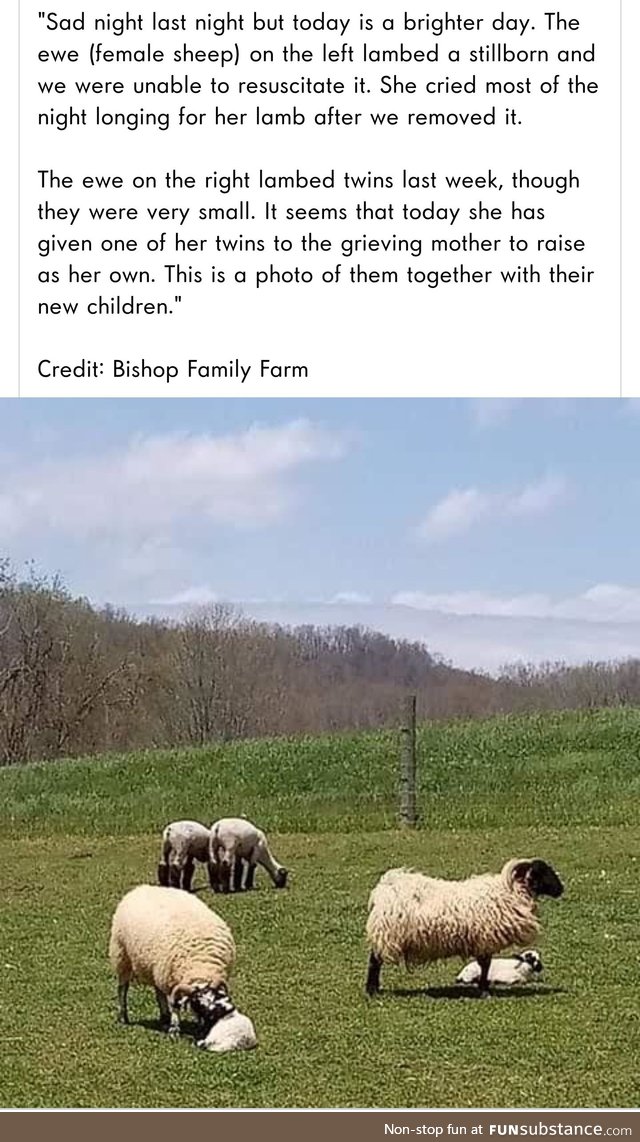 Baa-ram-ewe. Baa-ram-ewe. To your breed, your fleece, your clan be true. Sheep be true