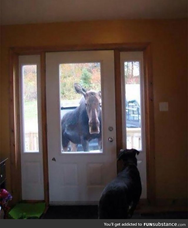 This moose literally followed me home