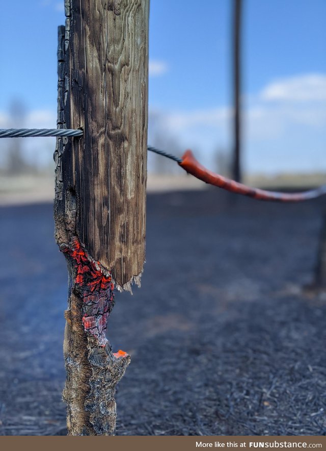 Aftermath of a controlled burn