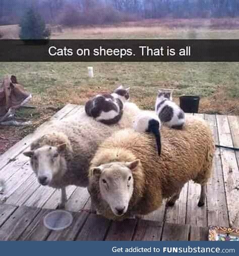 It's cats on sheep