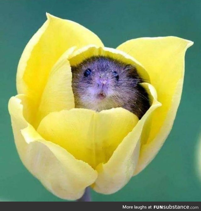 Harvest mice love the smell of pollen and often fall asleep inside flowers