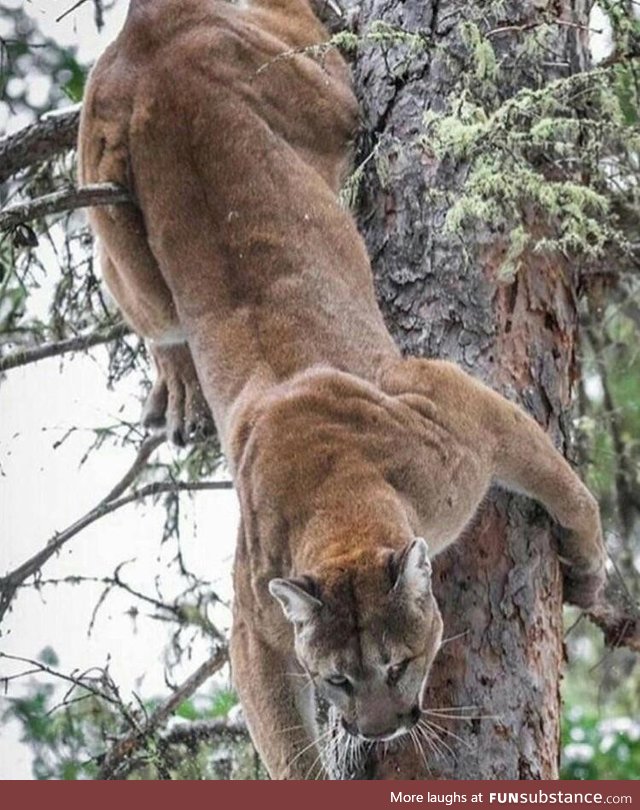 Cougar climbing down a tree