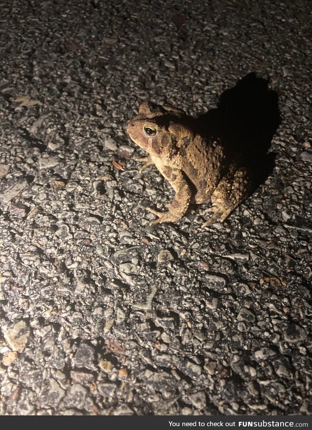 Froggo Fun #274 - Toad on the Road