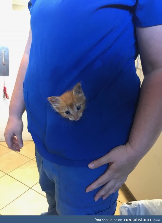 This pocket kitten