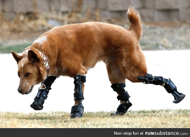 Dog found frozen to ground gets new legs