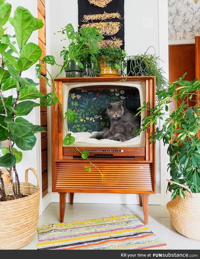 Repurposed TV used as a cat chillatorium