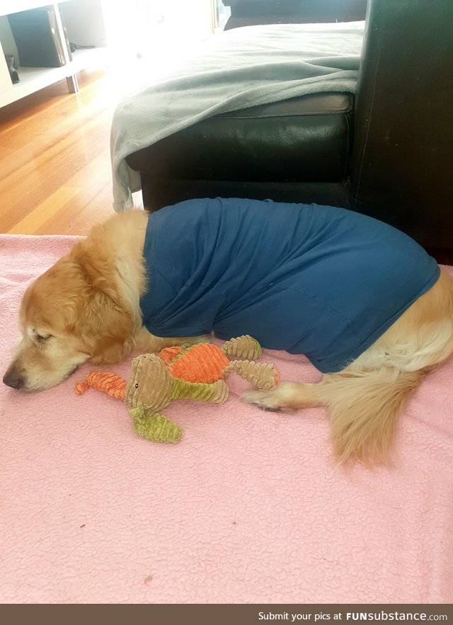 After getting a sarcoma removed from his ribs, our old boy was told to wear a t-shirt to
