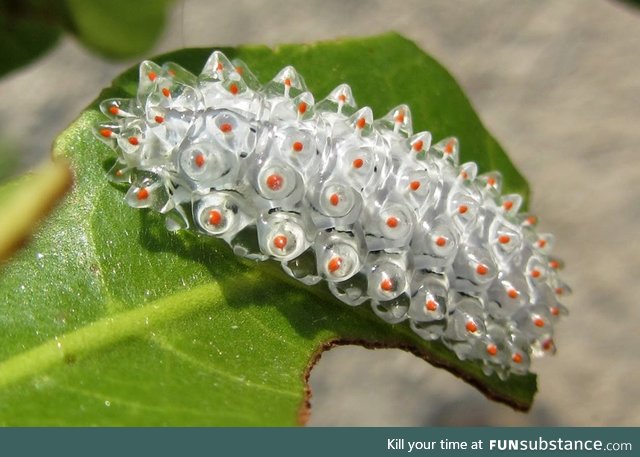 ???? The Weirdest Looking Caterpillar I've Seen to Date (Jeweled Caterpillar)