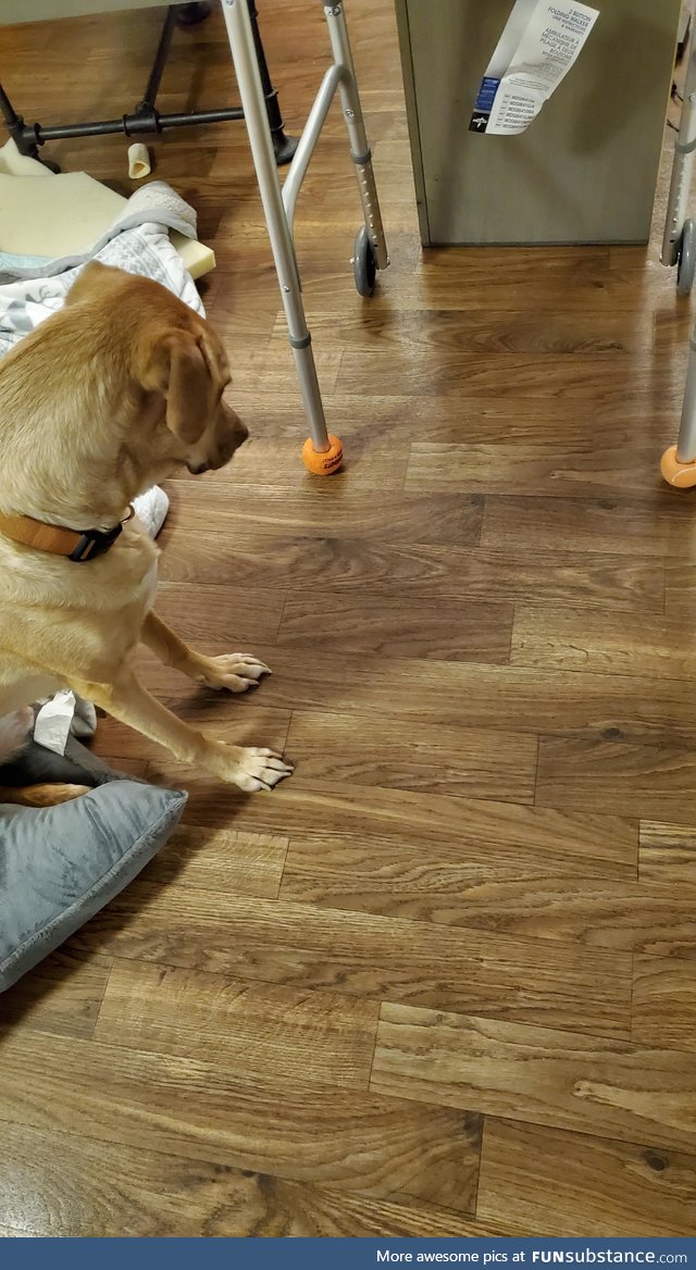 I had to use a couple of my dog's tennis balls for my wife's walker. He's not very happy