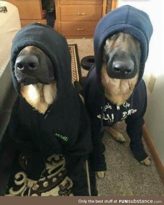 Police dogs undercover