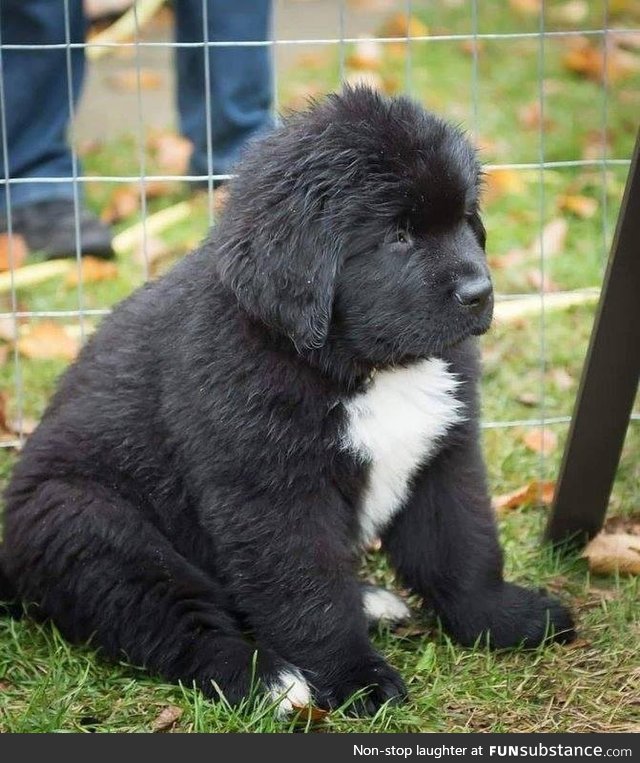 This absolute unit of a Newfoundland pup