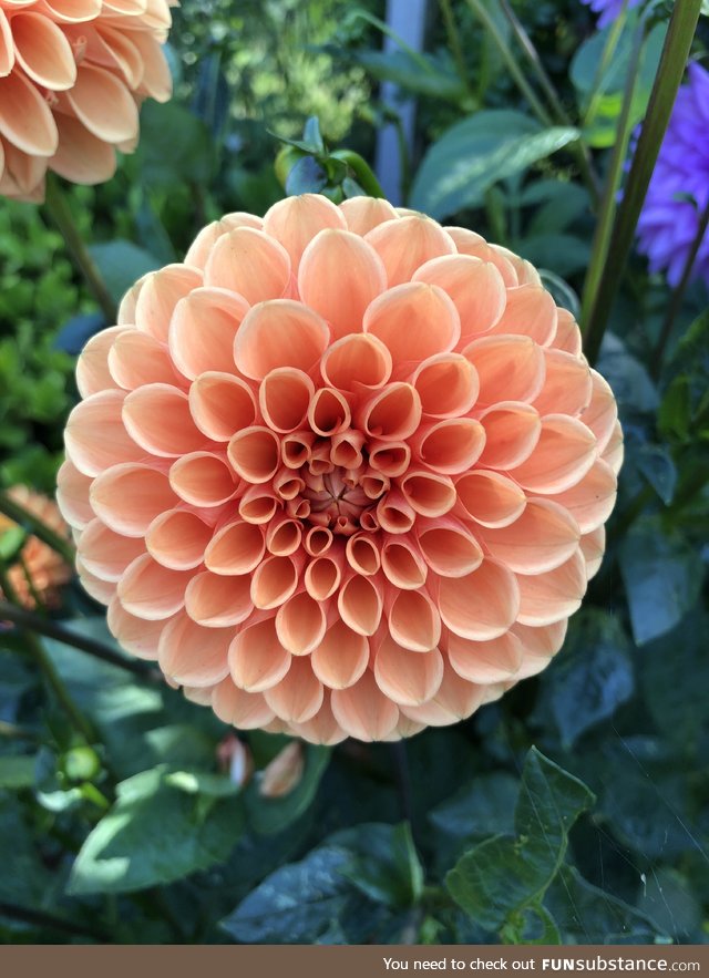 Beautiful dahlia in my Dad’s garden. The symmetry is so satisfying 