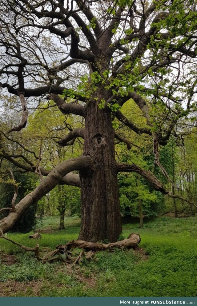 While walking through my local wood I swear I was being watched