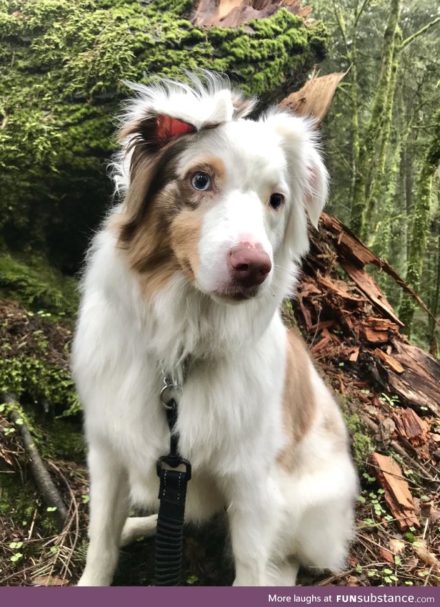 Hiking with my mini Australian Shepherd in Portland, Oregon????