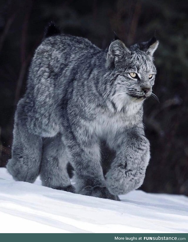 10% cat, 90% fluff... Hell yeah, it's a Canada Lynx!