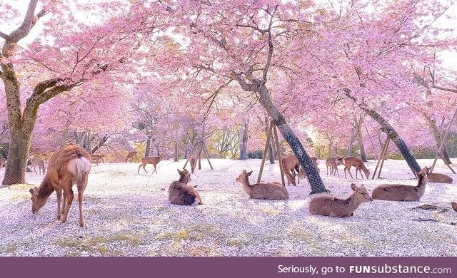 With no crowds, it was the deer who enjoyed the blossoms