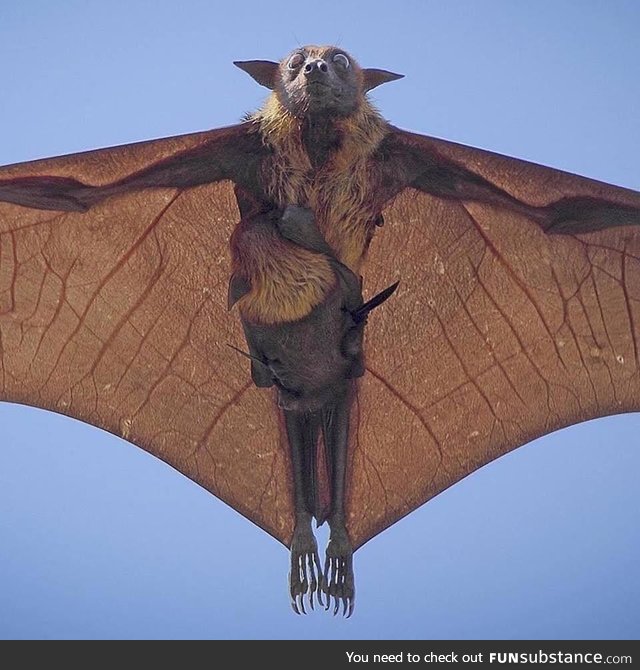 Indian Flying Fox and its cub