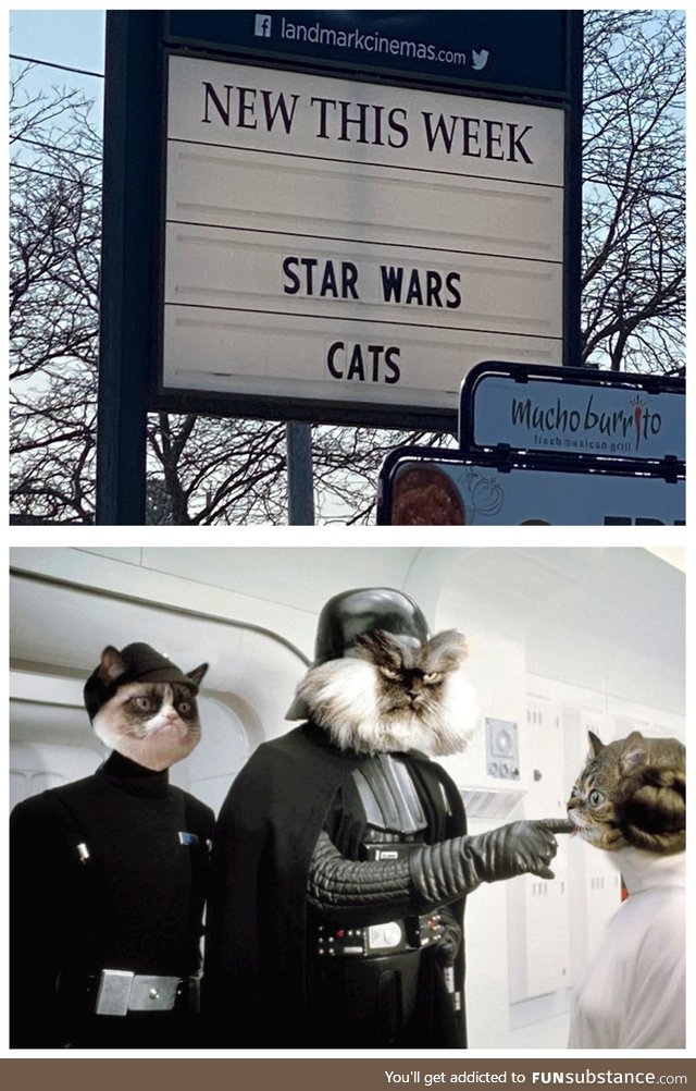 Star wars cats