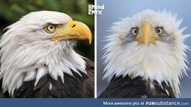 That’s why they take only side photos of Eagles