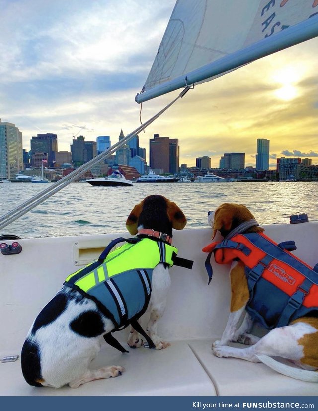 Doggos taking in the view of Boston