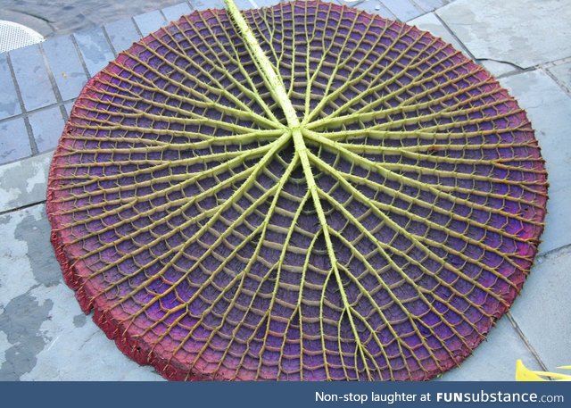 Underside of Lily Pad