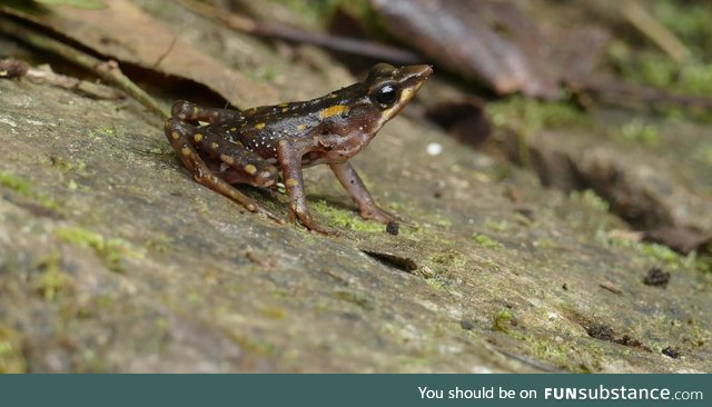 Froggo Fren #121/Spooktober 2020/World Animal Day - Longnose Stubfoot Toad