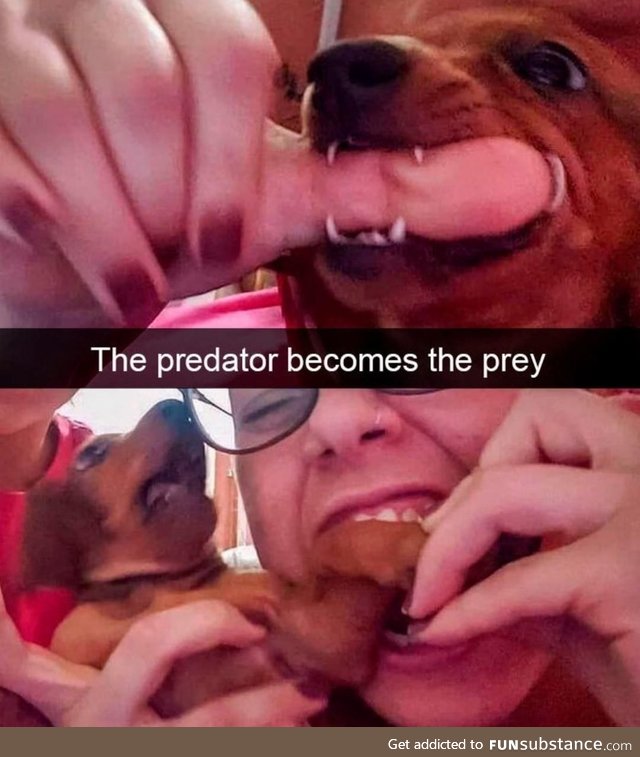 The predator becomes the prey