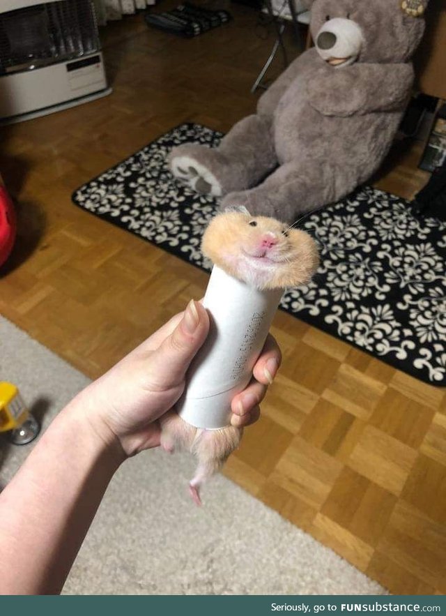 Hamster stuck inside a paper roll