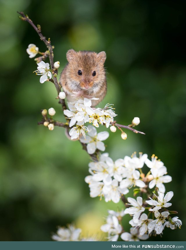 Mouse and flowers