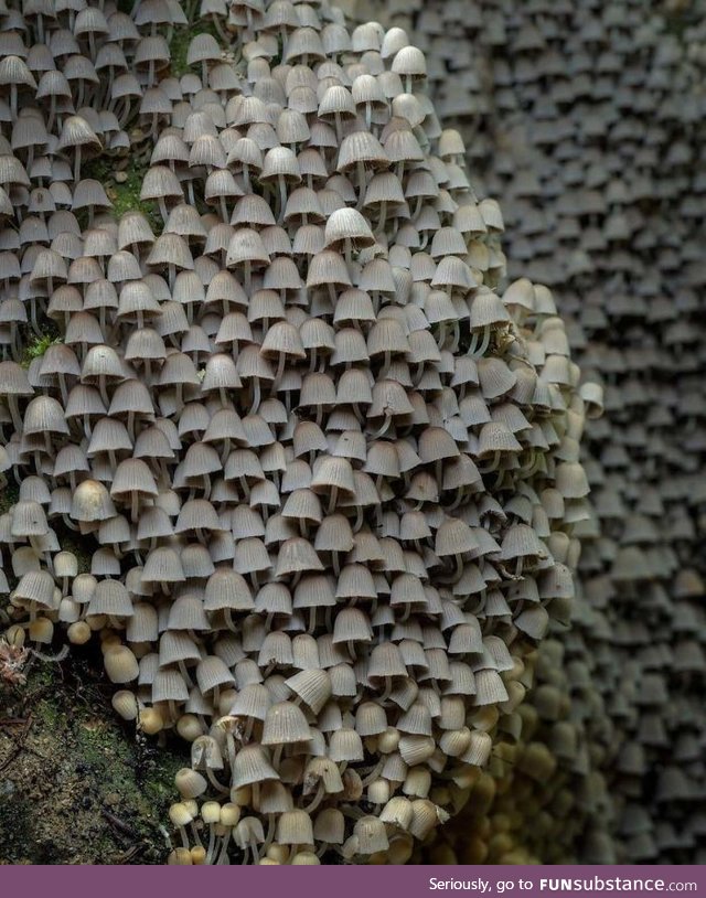 A colony of fairy inkcaps