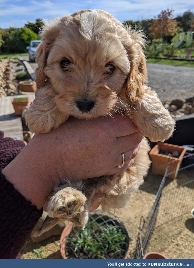 I pick this guy up on Sunday and I just can't contain my excitement!