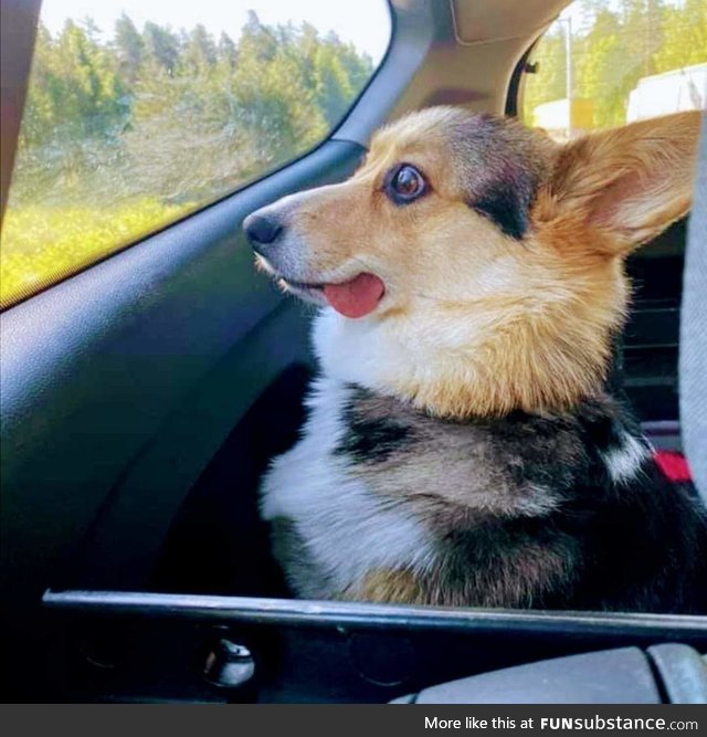 This Corgi got some good stuff from the vet