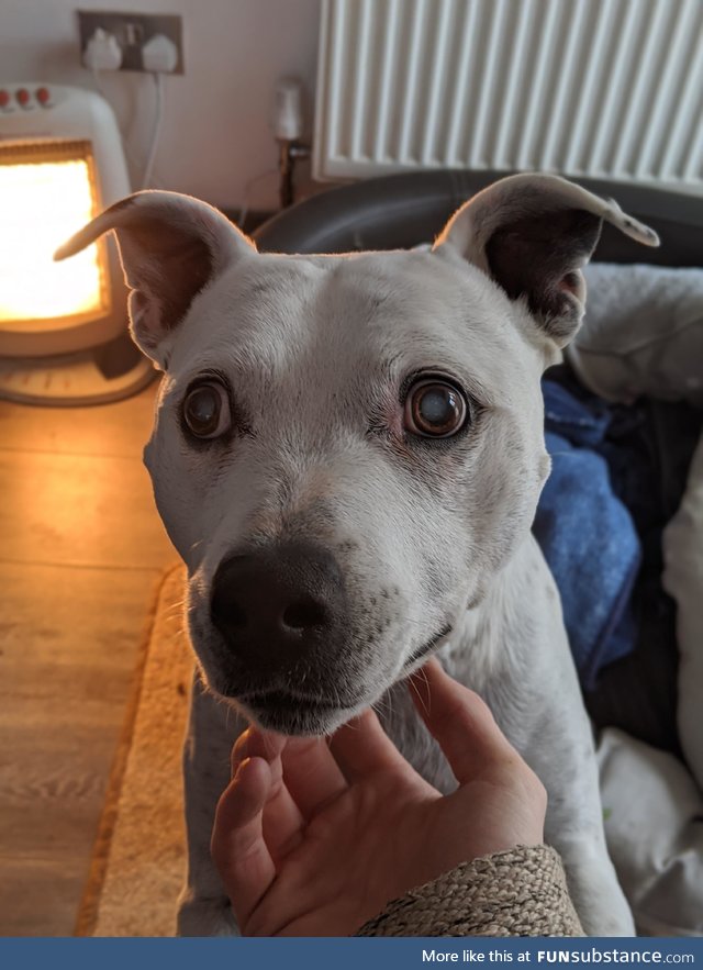 This is Mitts. (8Yo staffy) She went blind through the lockdown, still a good doggo