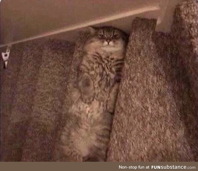 God damn cat blending in with the stairs!