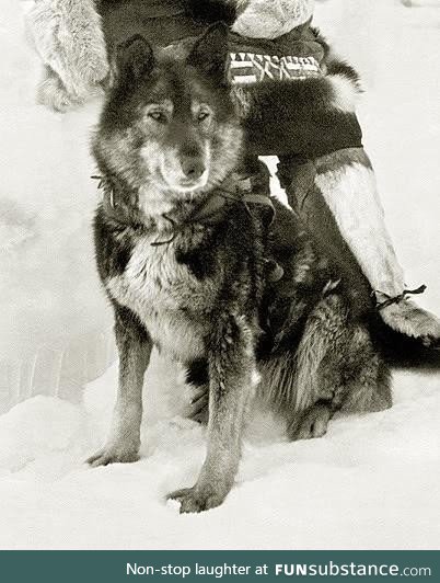 The sled dog Togo who was deemed the most heroic animal in history